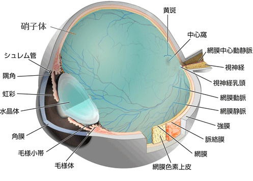 目の解剖 主な疾患 | 福井県済生会病院
