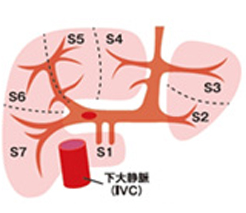 8つの領域、門脈、肝静脈の走行に沿った肝臓の分類
